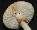 Amanita australis image