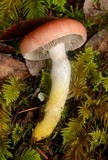 Gomphidius subroseus image