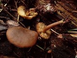 Callistosporium luteo-olivaceum image