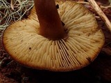 Callistosporium luteo-olivaceum image