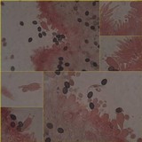 Psilocybe coprophila image