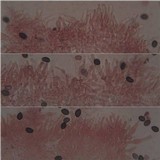 Psilocybe coprophila image