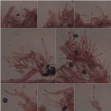 Psilocybe coprophila image