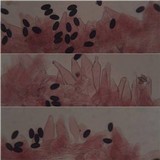 Psathyrella bipellis image