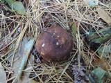 Russula xerampelina image