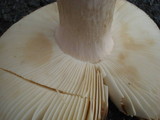 Russula clavipes image