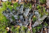 Peltigera dolichorrhiza image
