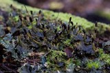 Peltigera dolichorrhiza image