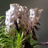 Peltigera dolichorrhiza image