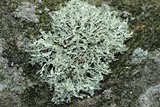 Ramalina intermedia image