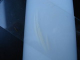 Russula clavipes image