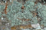 Ramalina intermedia image