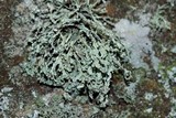 Ramalina intermedia image