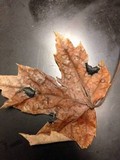 Rhytisma americanum image