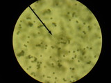 Russula clavipes image
