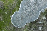 Lecanora cenisia image