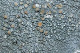 Lecanora cenisia image