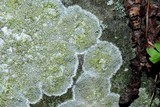 Lecanora cenisia image