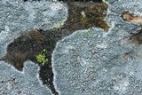 Lecanora cenisia image