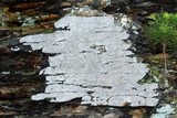 Lecanora cenisia image