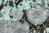Lecanora cenisia image