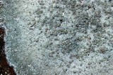 Lecanora cenisia image
