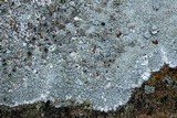 Lecanora cenisia image