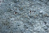Lecanora cenisia image