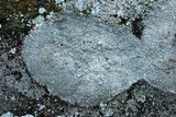 Lecanora cenisia image