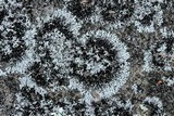 Physcia halei image