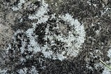 Physcia halei image