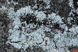 Physcia halei image