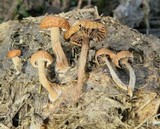 Psilocybe coprophila image