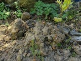 Psilocybe coprophila image