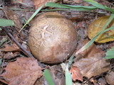 Scleroderma cepa image