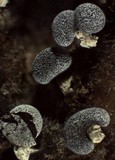 Physarum compressum image
