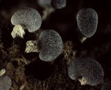 Physarum compressum image