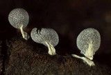Physarum leucopus image