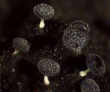 Physarum leucopus image