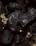 Badhamia apiculospora image
