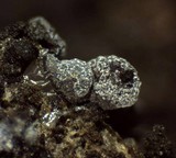 Badhamia apiculospora image