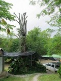 Ganoderma oerstedii image