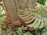 Ganoderma oerstedii image