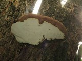 Ganoderma oerstedii image