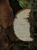 Ganoderma oerstedii image