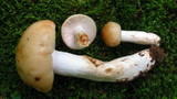 Russula fragrantissima image