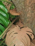 Ganoderma oerstedii image