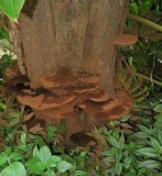 Ganoderma oerstedii image