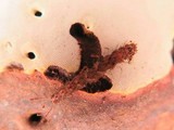 Ganoderma oerstedii image