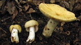 Russula fragrantissima image